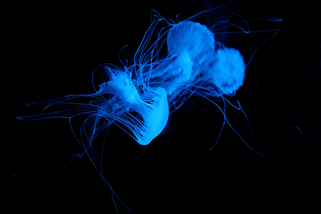 Sea Jelly Spectacular