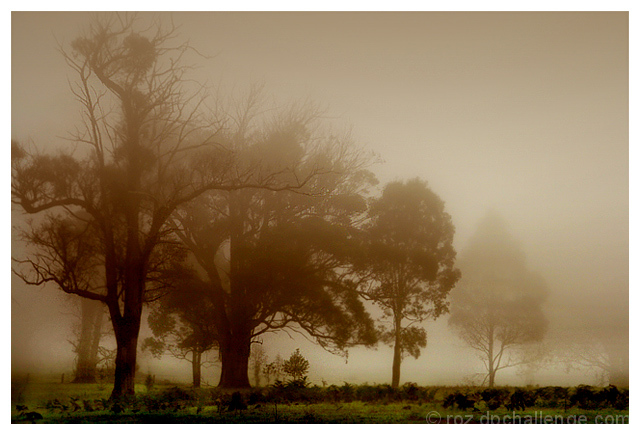 . morning mist .