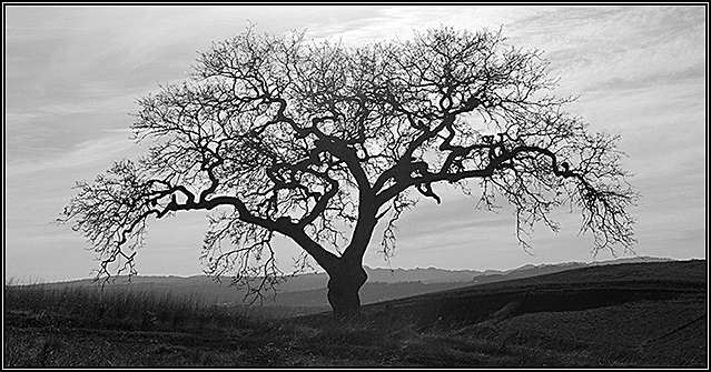 Branching Out