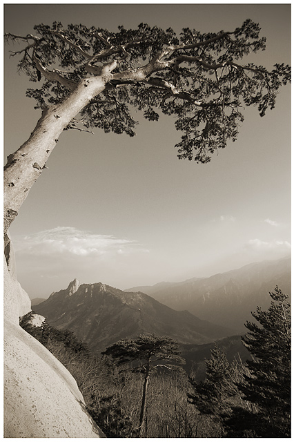 Landscape Study