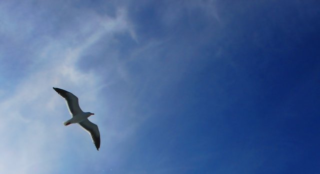 Lonesome Gull