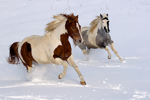 Enjoying The Snow