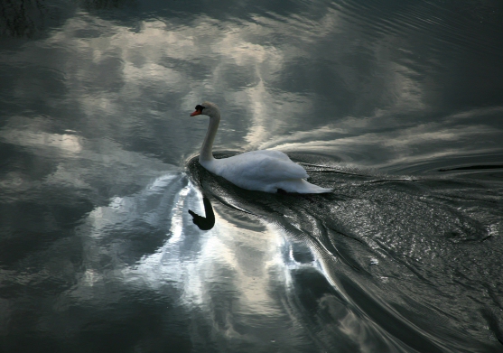 Swan in Estuary