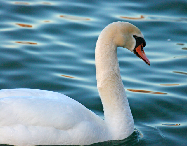 Mute Swan