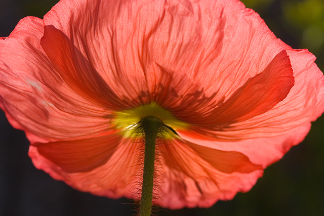 Red Poppy