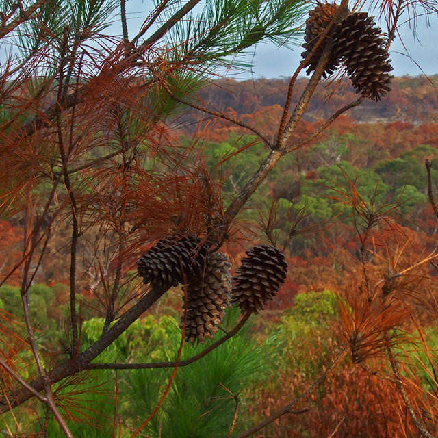 All the leaves are brown