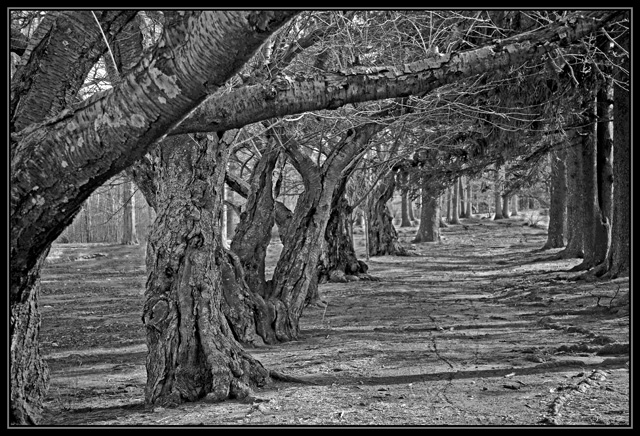 The Path to Grandma's House