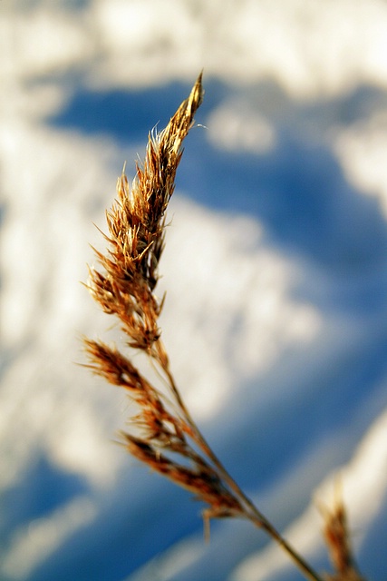 Golden Straws