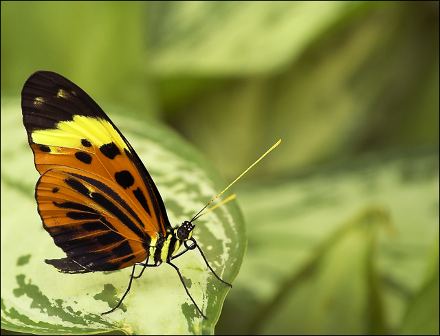 Heliconius hecale