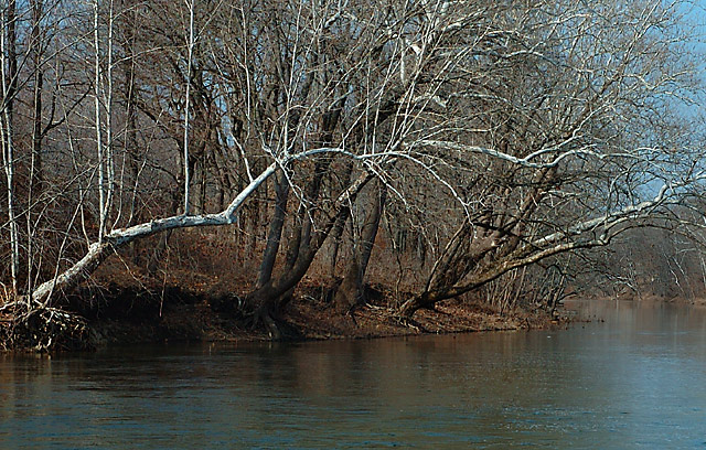 Sycamores on River's Edge