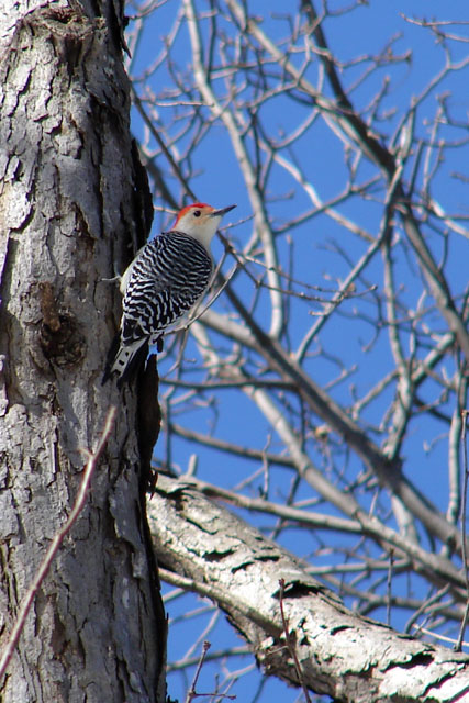 Red-Bellied Woodpecker