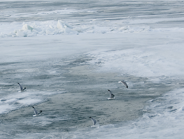 Ice Birds