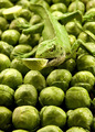 Brusszilla - Destroyer of all Brussels Sprouts
