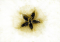 ...seeds...