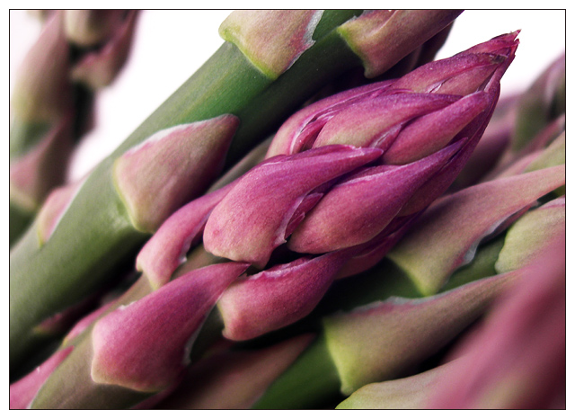 Abstract Asparagus