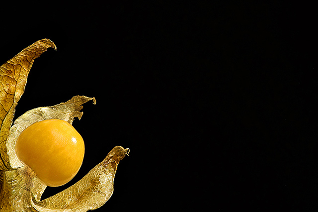 Physalis Undone