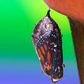 Chrysalis of Life