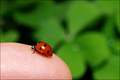 Students, this is Ladybird