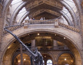 Trip to the Natural History Museum