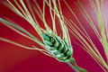 Flowering Biology of Wheat