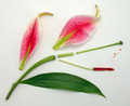 Anatomy of a Monocot Flower - Lilium Species