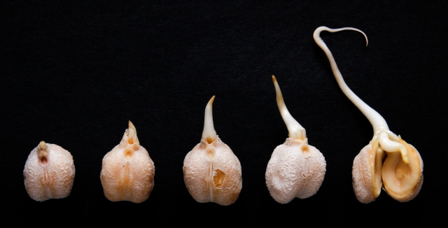 fig.1b  -  The Seed of Life