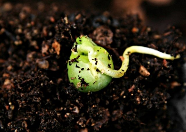 Sprouting a Pea