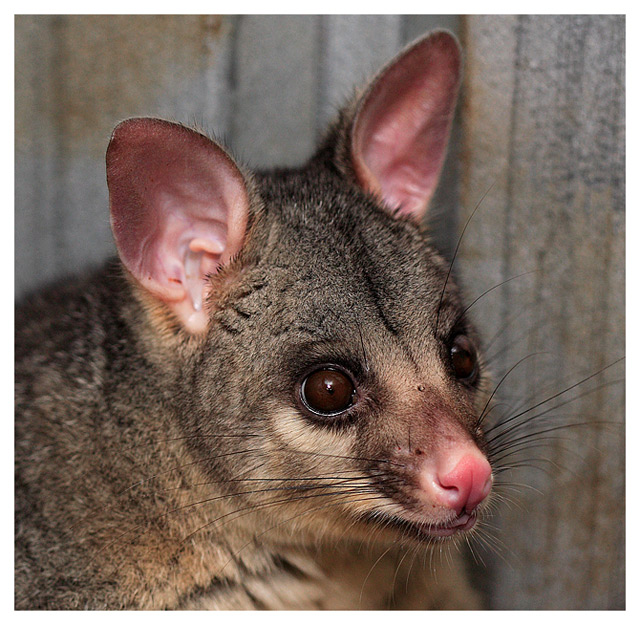 Playing Possum