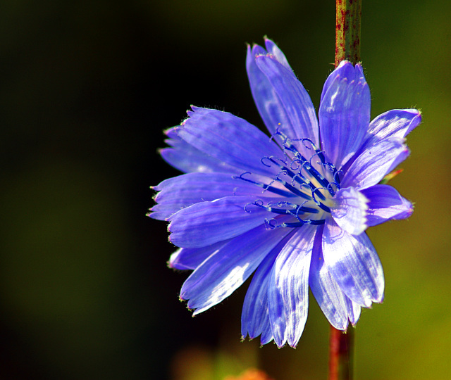 the hypersaturated, oversharpened flower macro presented using the rule of thirds, blue for sure!