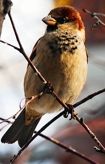 The birds and the trees