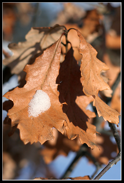 Quercus rubra : Northern Red Oak