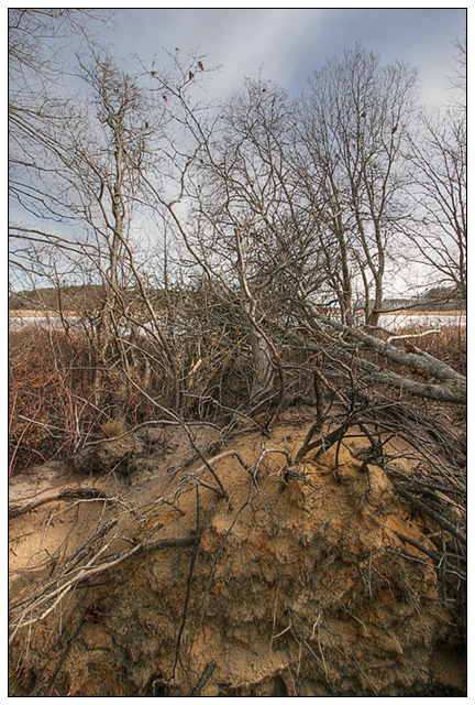 Cycle of Decay  Winter Deadfall