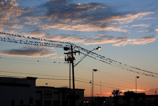 street birds at sunset