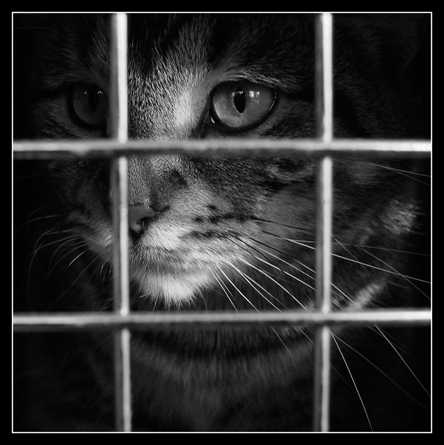 I hate cages.