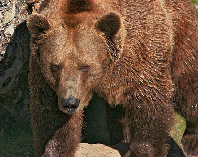 Hatred of the Caged Bear