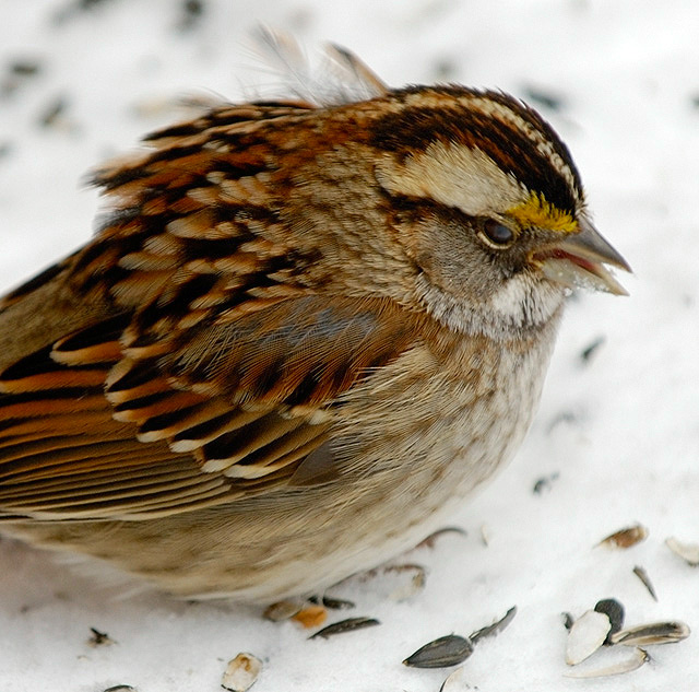 Can I Eat Alone?... I hate bird paparazzi !