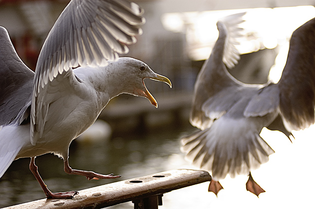 Quit Eating my Bread Crumbs!