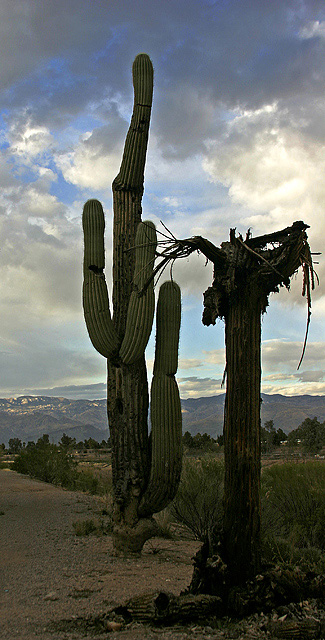 Death of Desert Guardians