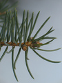 Partial tree