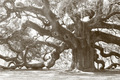 One Thousand Years Strong
