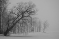 The Weeping Willow