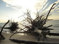 Washed Ashore