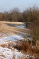 tree line in winter