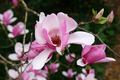 Japanese Magnolia - The First Sign of Spring