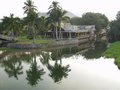 reflection of the palms