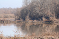 Trees at rivers edge