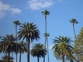 Tree Skyline