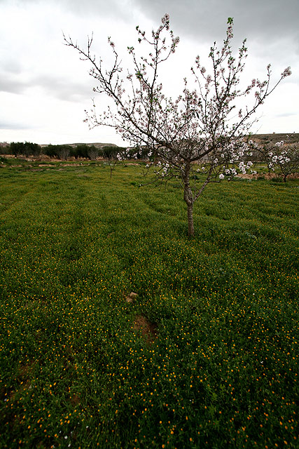 Skinny almond tree