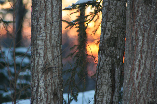 Trees at Sunset