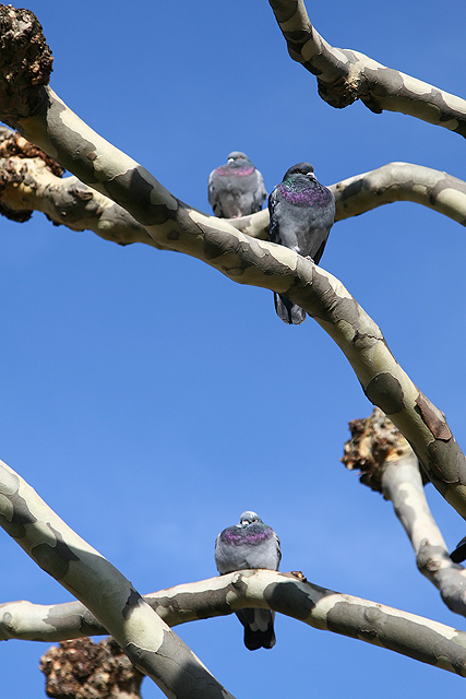 Perched